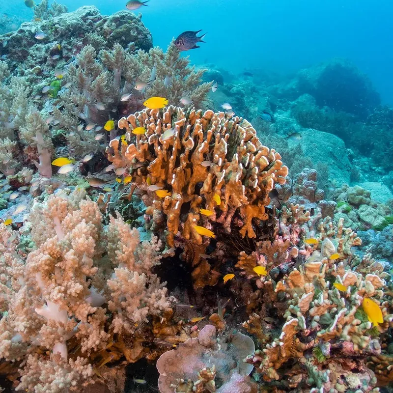 Recif corallien coloré avec de nombreux poissons tropicaux en mer