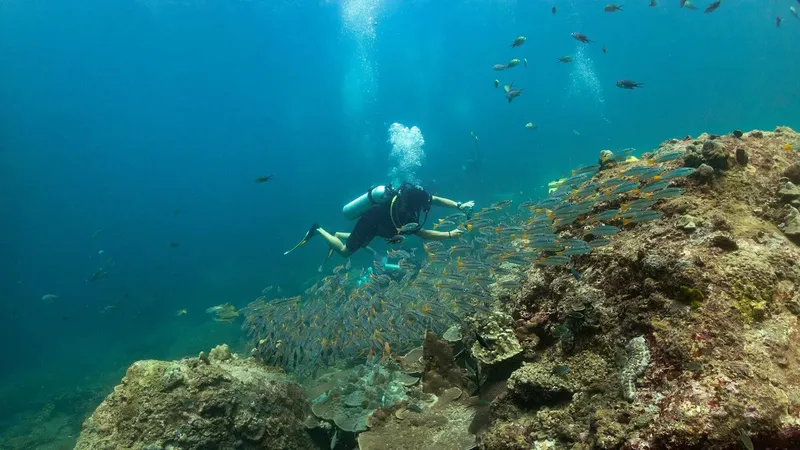 Plongeur explorant un récif corallien entouré d'un banc de poissons