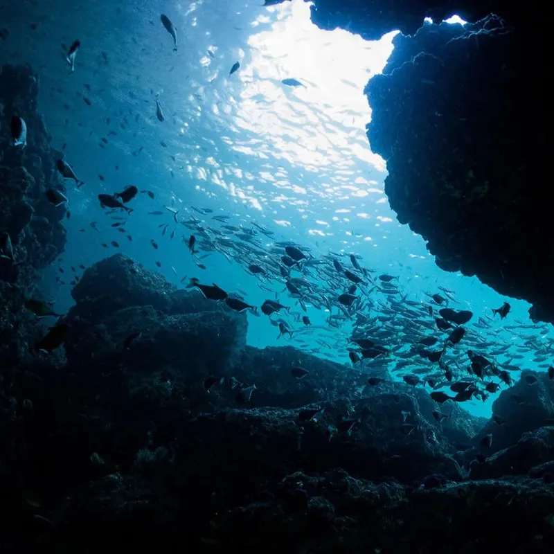 Banc de poissons argentés sous un trou de lumière bleutée