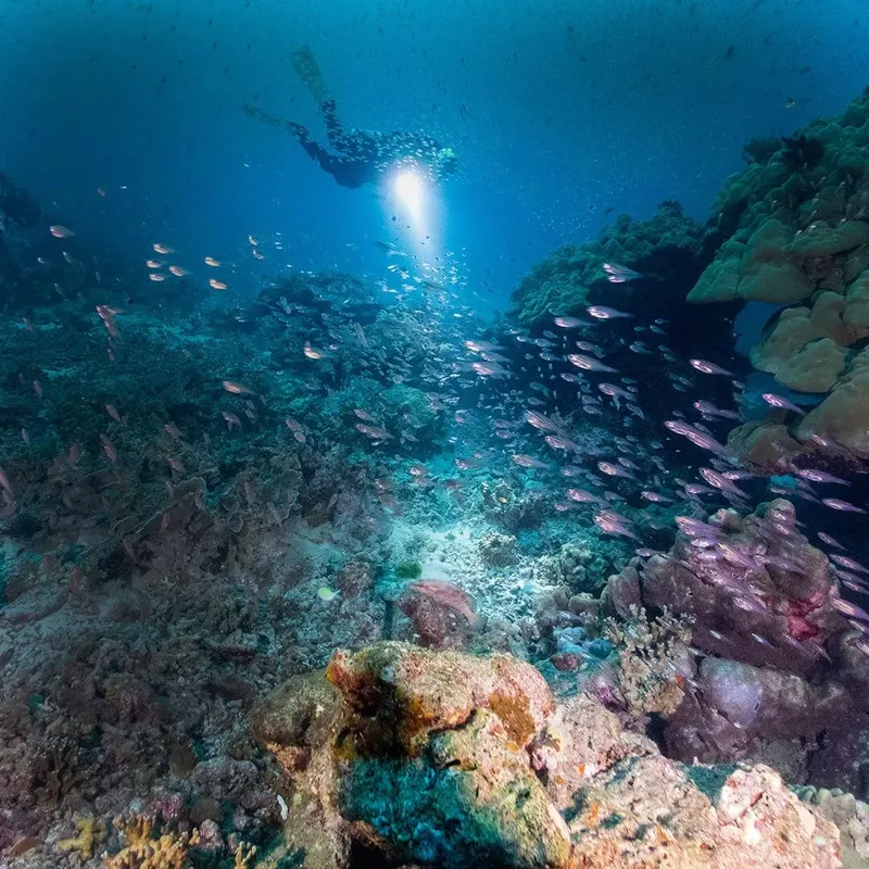 Plongeur au milieu d'un banc de poissons sur un récifal corallien