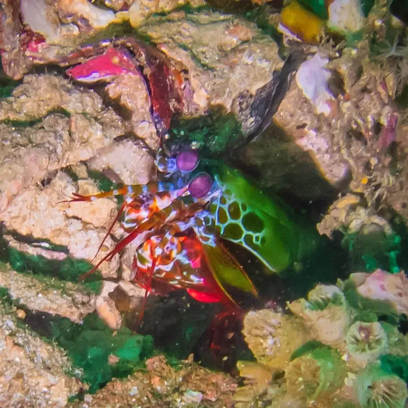 Crevette colorée sur un récif corallien, macro sous-marine, faune marine