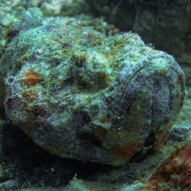 Poisson-pierre camouflé sur un fond rocheux et corallien