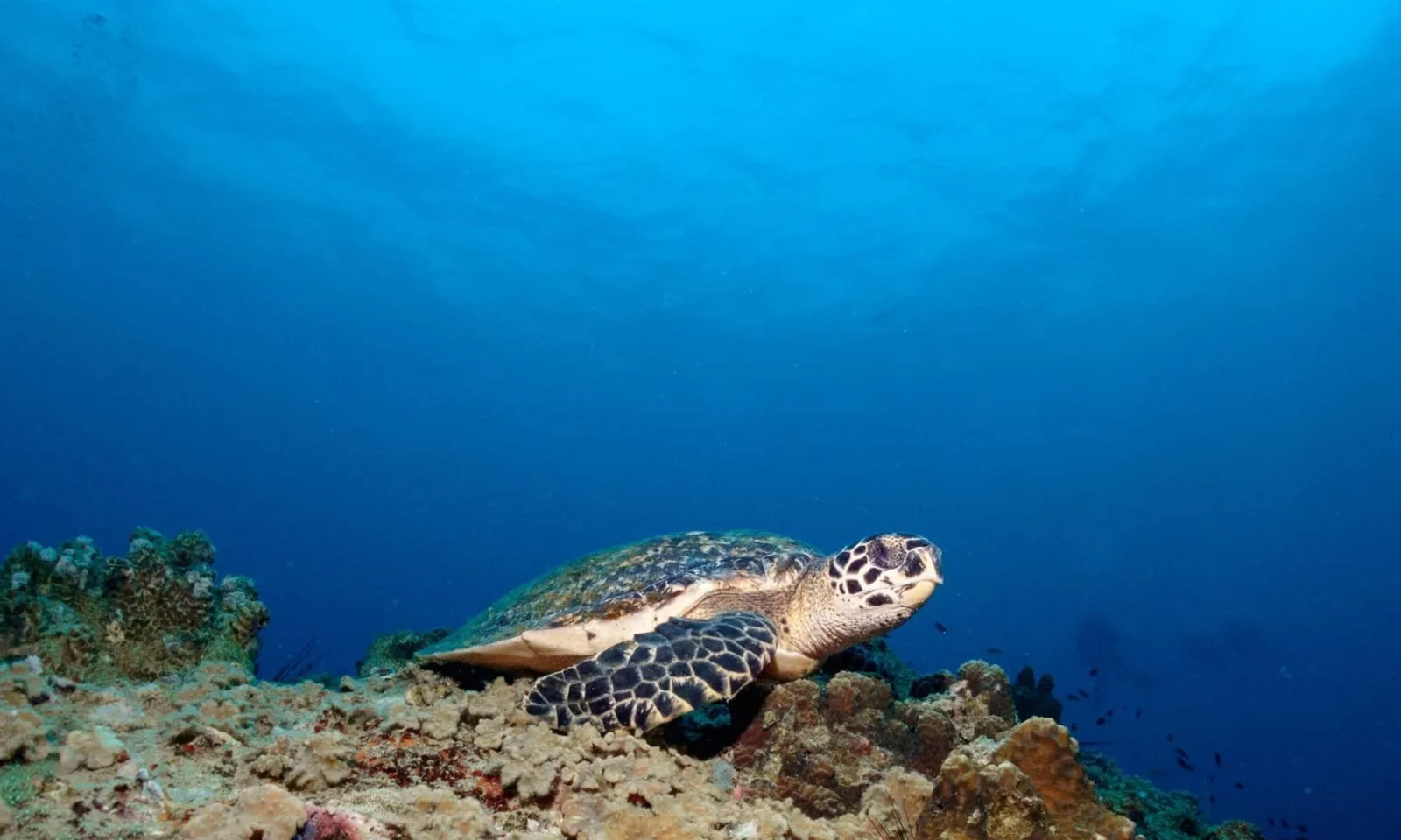 Tortue marine se reposant sur un récifal corallien en bleu profond