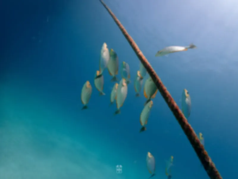Banc de poissons argentés nageant autour d'une structure métallique sous-marine