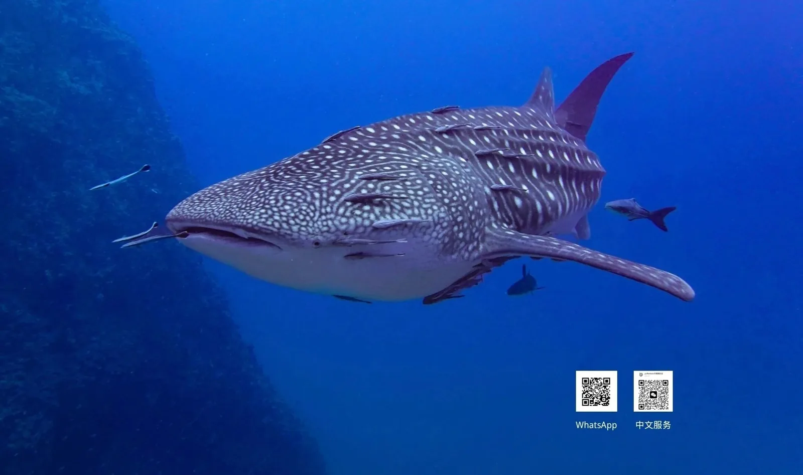 Requin baleine nageant dans l'eau bleue avec des codes QR