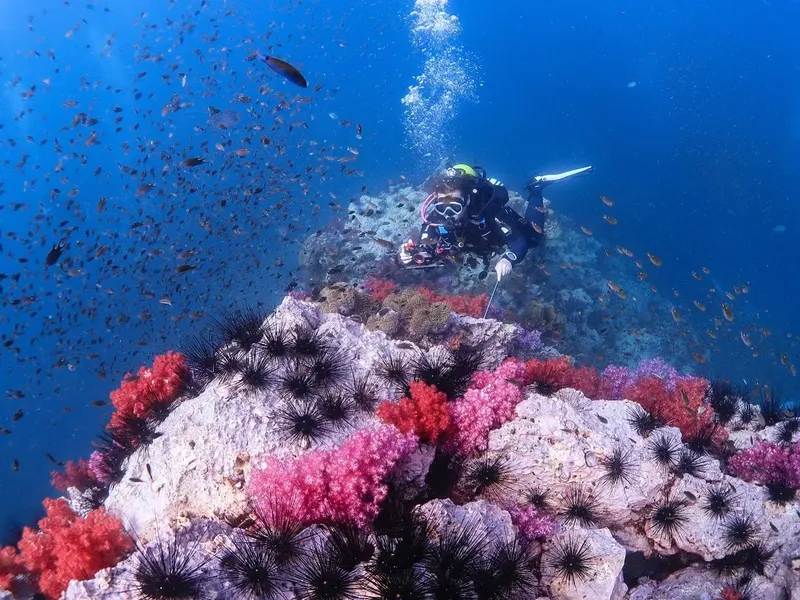 Plongeur explorant un récif corallien avec de nombreux poissons et oursins