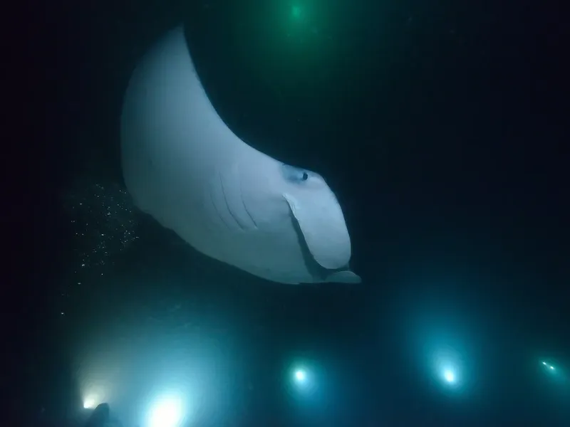 Grande raie manta nageant dans l'eau sombre et bleutée