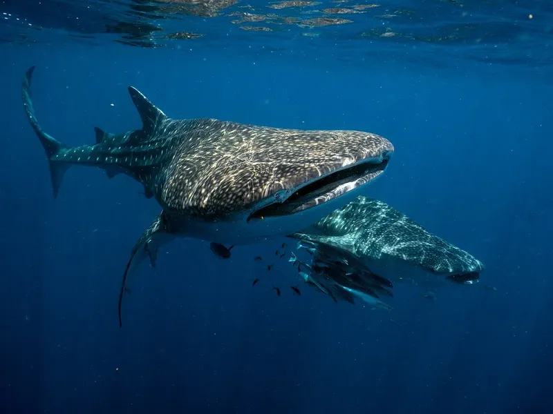 Deux requins baleines nagent paisiblement dans l'eau bleue