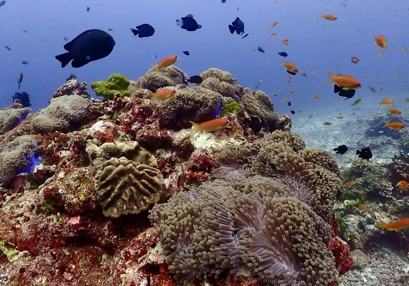 Recif corallien coloré avec de nombreux poissons tropicaux en pleine eau