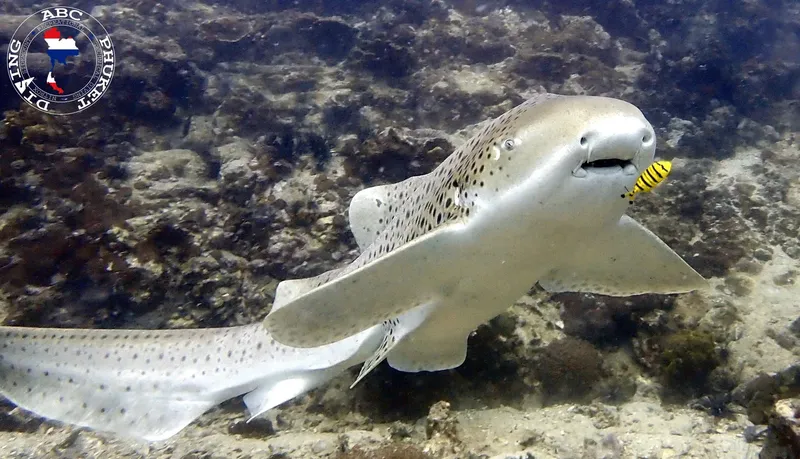 Requin zèbre nageant avec un poisson nettoyeur sur un fond rocheux