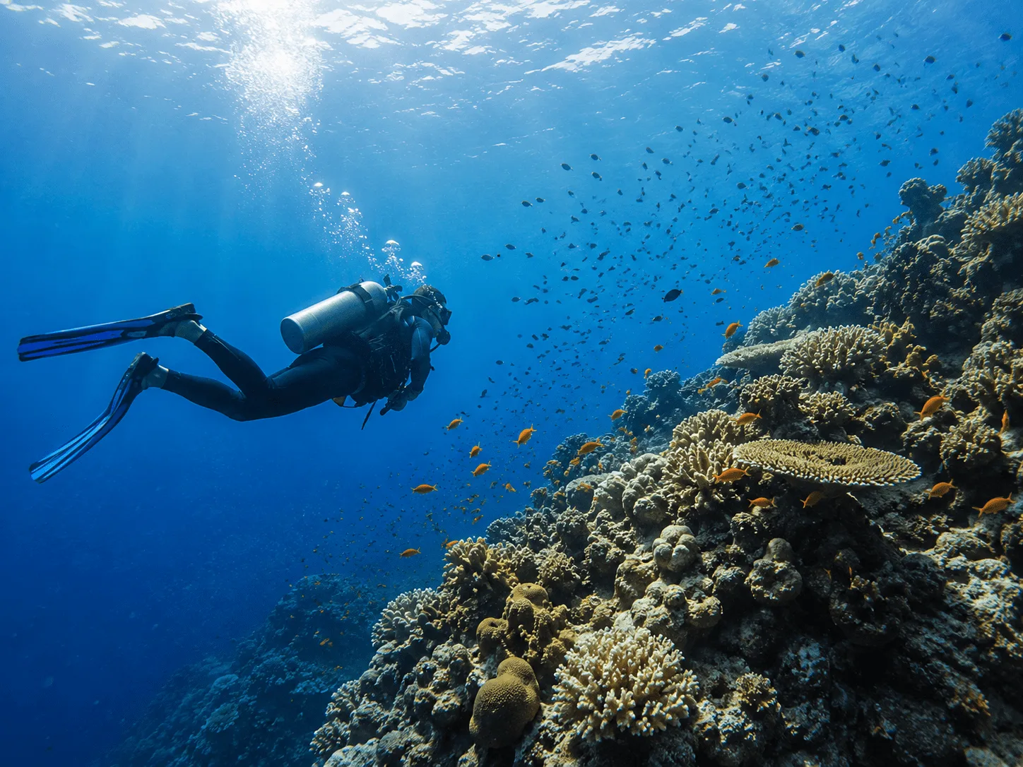 Plongeur explorant un récif corallien avec de nombreux petits poissons