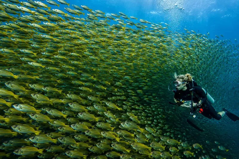 Plongeuse évolue au milieu d'un banc de poissons argentés en mer