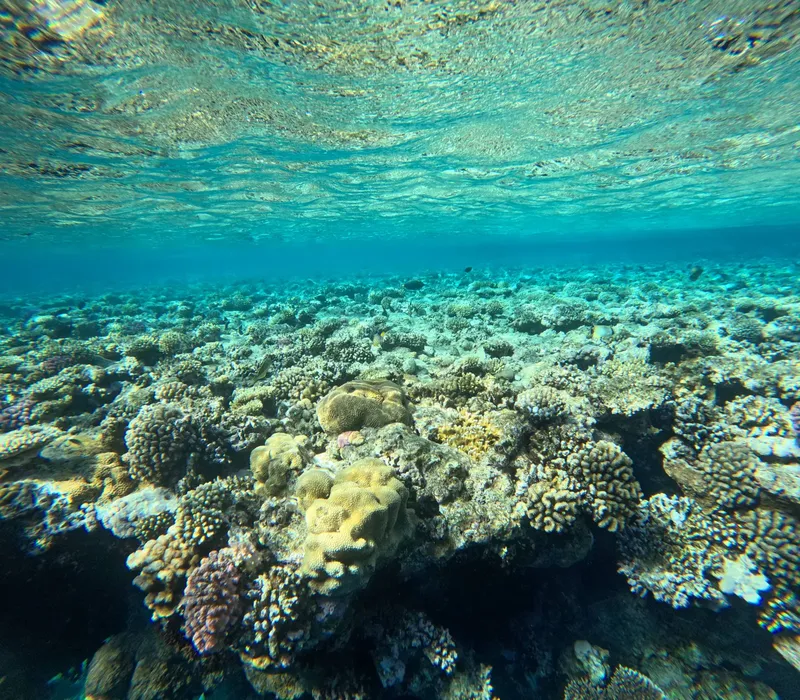 Vue sous-marine d'un récif corallien luxuriant avec des coraux variés