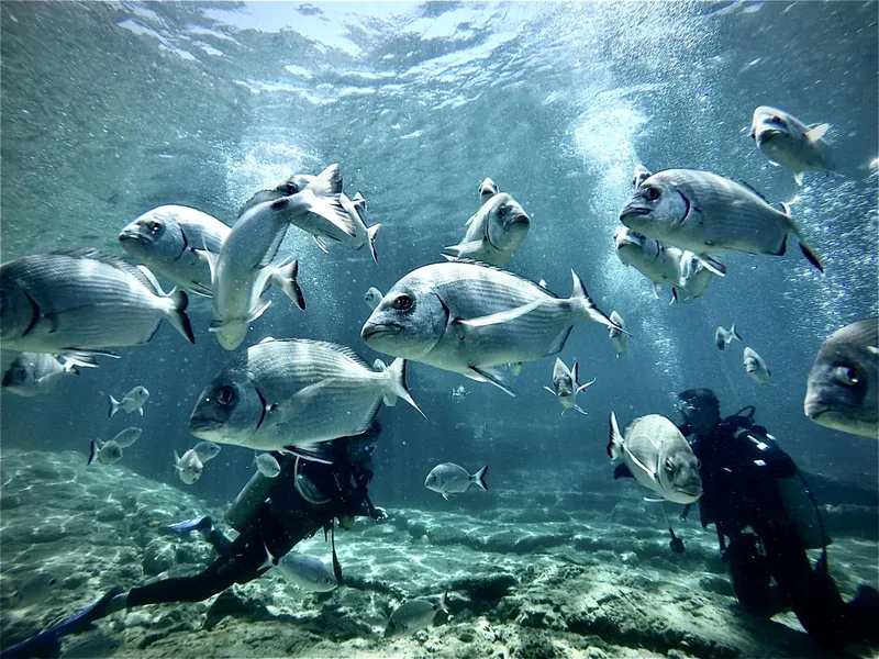 Banc de poissons argentés nageant autour d'un plongeur en milieu marin