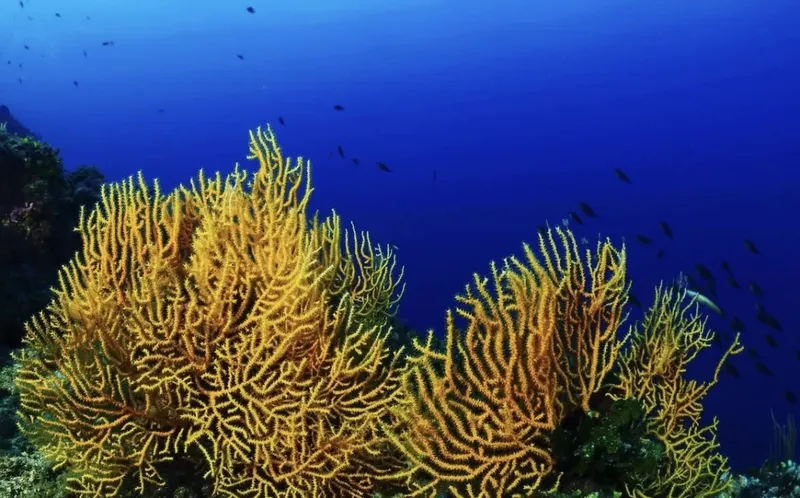 Coraux jaunes et poissons dans l'eau bleue profonde