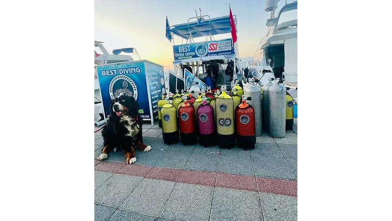Bouteilles de plongée colorées et un chien devant un bateau