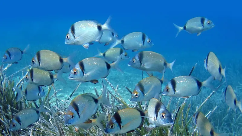 Banc de poissons argentés nageant dans une eau bleue claire et limpide