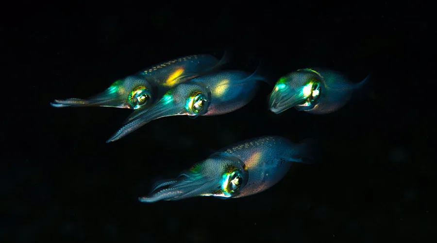 Quatre calmars lumineux nagent dans l'obscurité des profondeurs marines