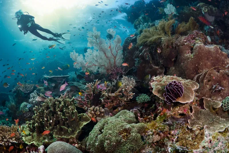 Plongeur explorant un récif corallien coloré avec de nombreux poissons