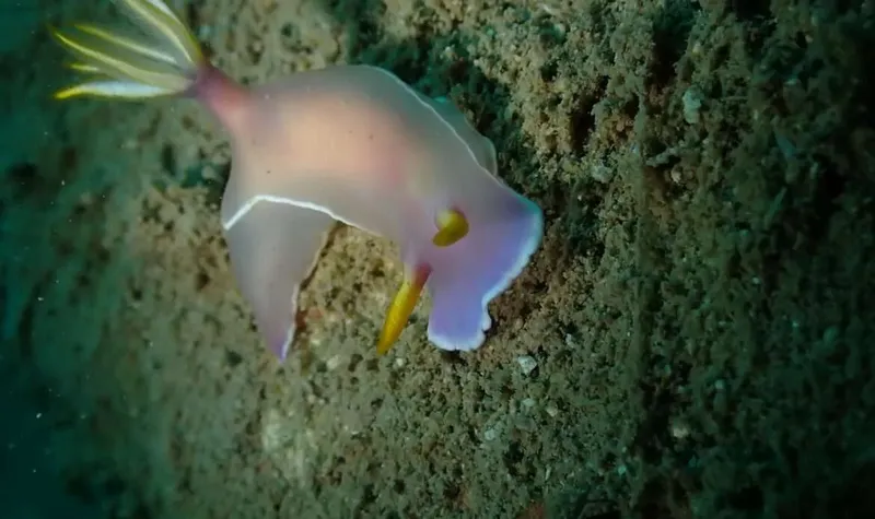 Nudibranche blanche et jaune se déplace sur un fond rocheux marin