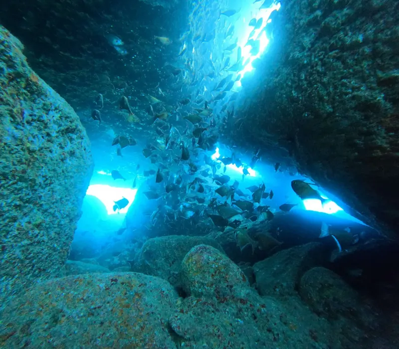 Banc de poissons argentés nageant dans une grotte sous-marine éclairée