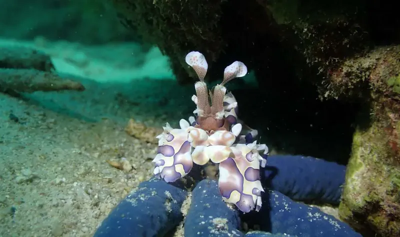 Crevette clown colorée sur une main gantée en milieu marin
