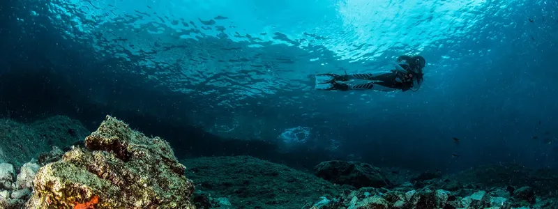 Plongeur en apnée nageant au milieu d'un banc de poissons bleus