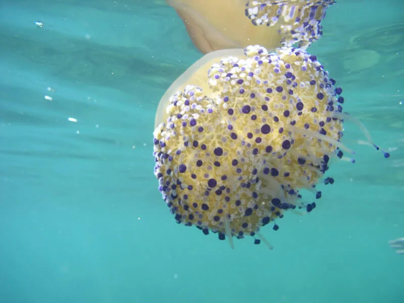 Méduse jaune et violette flottant dans l'eau turquoise, vue rapprochée