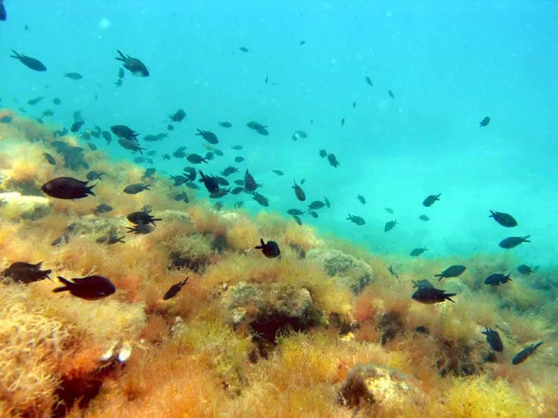 Banc de petits poissons évoluant au-dessus d'un fond marin rocheux et herbeux