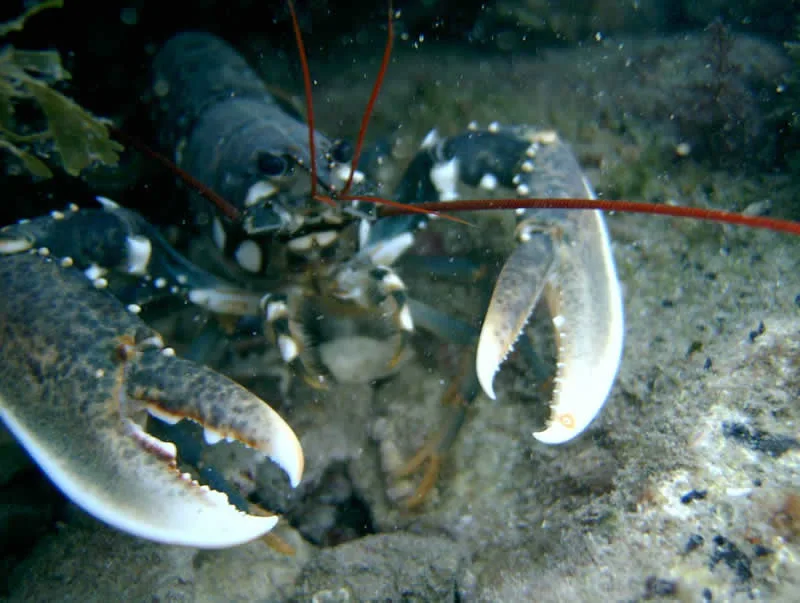 Homard sur fond sableux, antennes rouges, pinces blanches et corps tacheté
