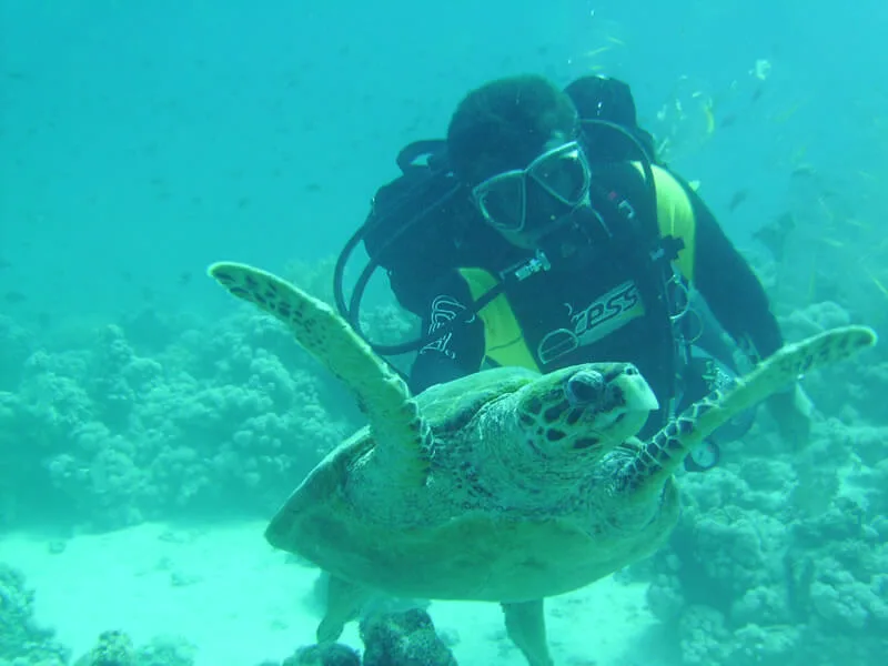 Plongeur face à face avec une tortue marine dans l'eau