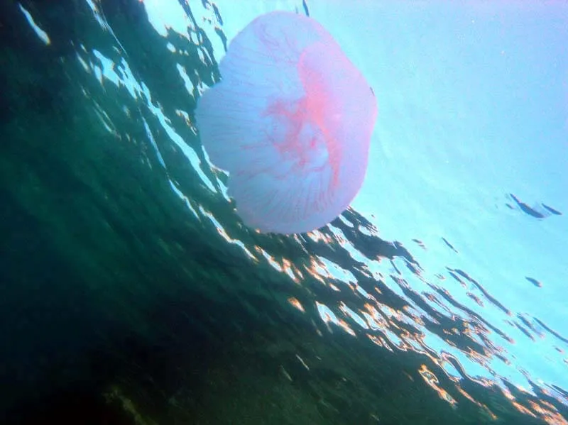 Méduse rose translucide nageant dans l'eau bleue, vue sous-marine