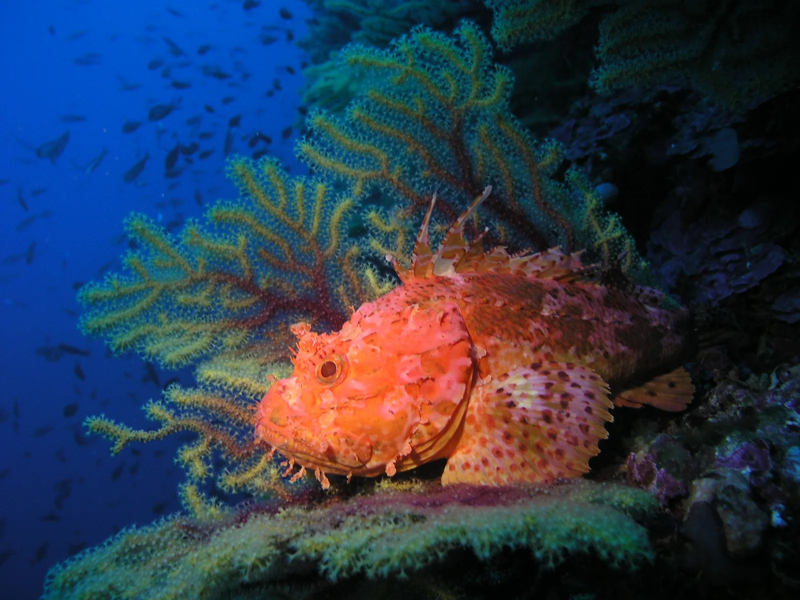 Rascasse rouge posée sur un récifal corallien coloré en milieu marin