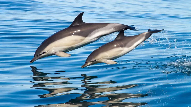 Deux dauphins sautent hors de l'eau, ciel bleu, mer calme