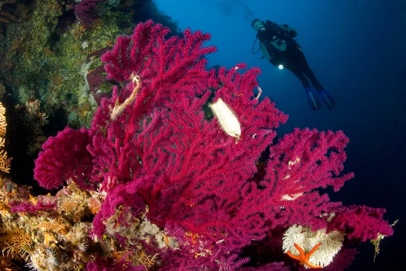 Plongeur explorant un récif corallien rouge vif et luxuriant