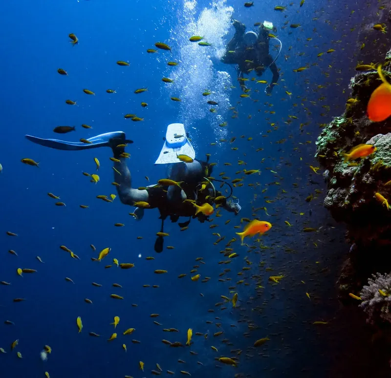 Deux plongeurs explorent un récif corallien entourés de petits poissons jaunes