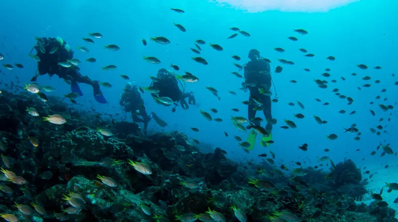 Plongeurs explorant un récif corallien avec un banc de poissons