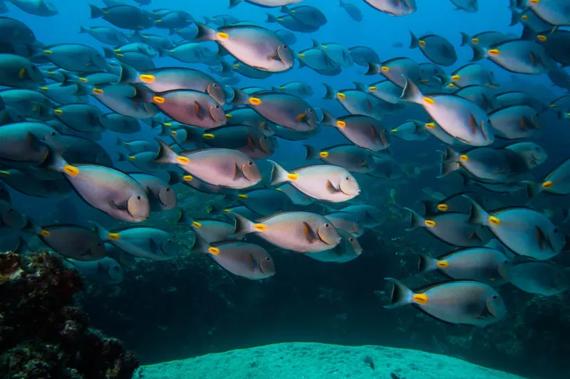 Banc de poissons chirurgiens nageant dans une eau bleue claire