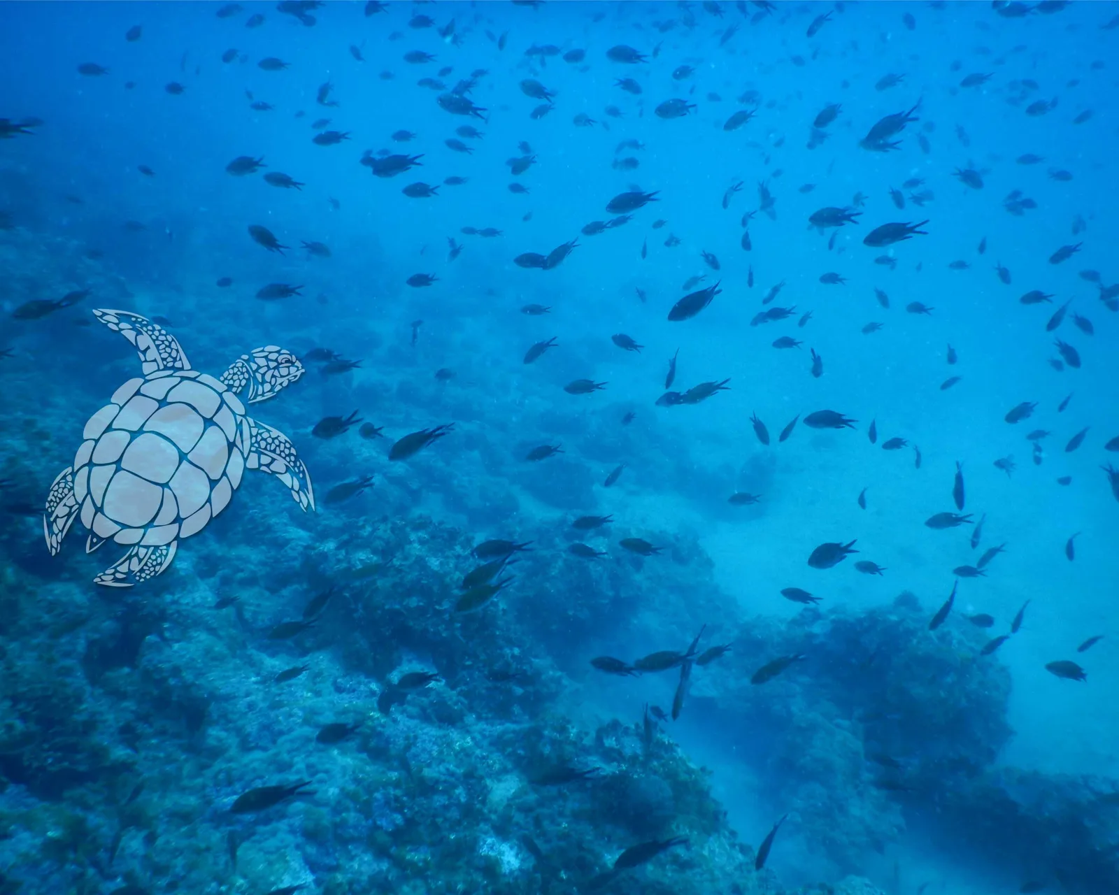 Tortue marine nageant au milieu d'un banc de poissons bleus