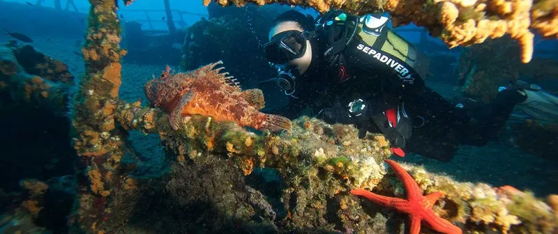 Plongeur observant un poisson-rascasse et une étoile de mer sur épave