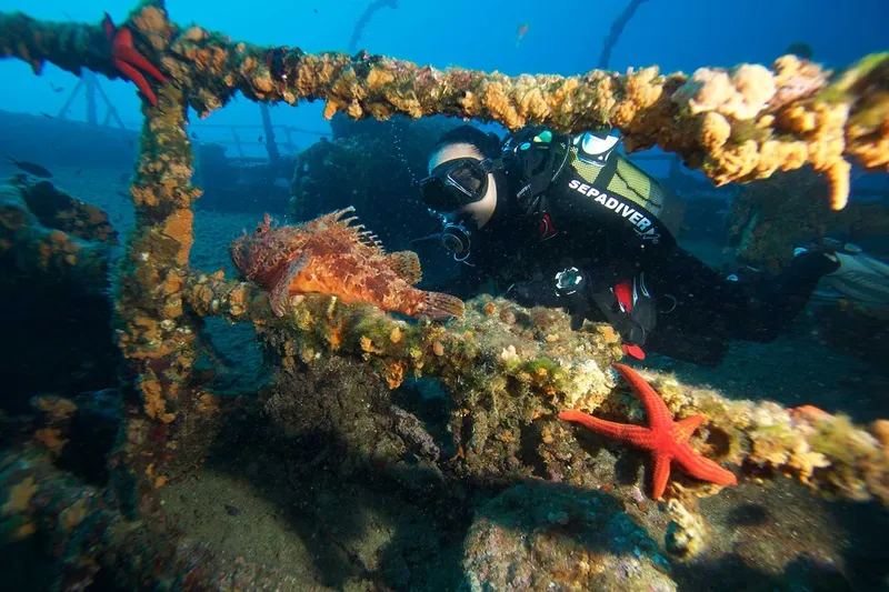 Plongeur explorant une épave colonisée par la faune marine colorée
