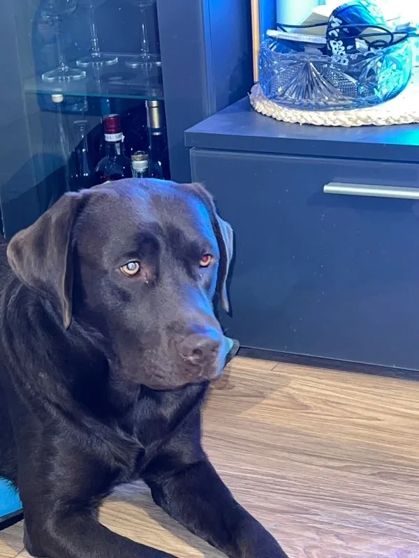 Chien labrador chocolat regardant la caméra dans un intérieur sombre