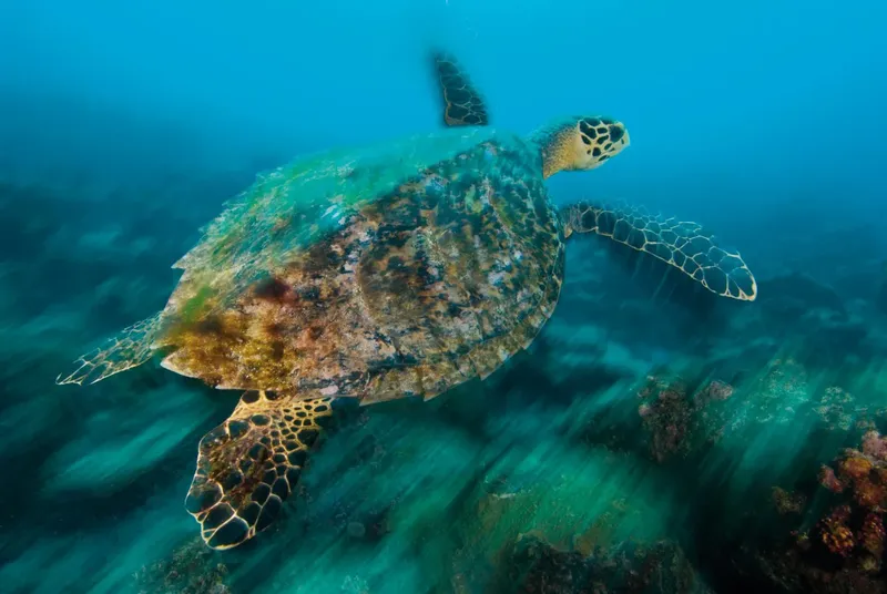Tortue marine nageant paisiblement dans une eau claire et bleue