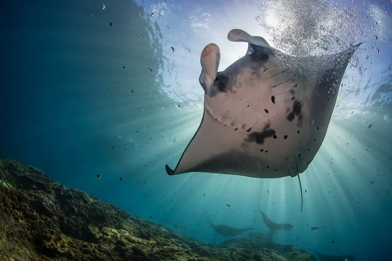 Raies manta nageant dans l'eau claire, lumière du soleil filtrant