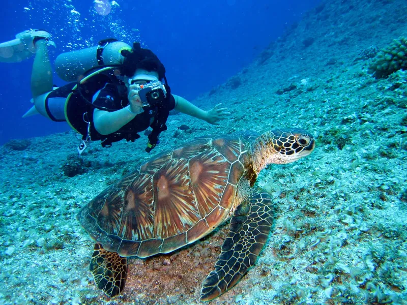Plongeuse photographiant une tortue marine au-dessus d'un fond sableux