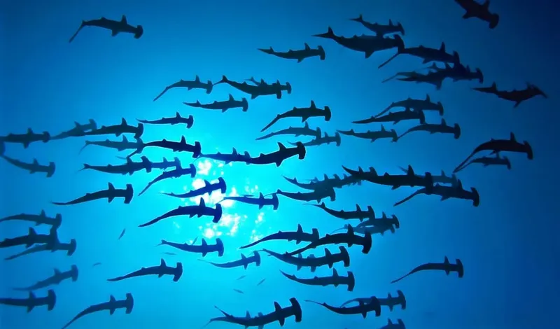 Banc de requins-marteaux nageant en formation sous un soleil éclatant