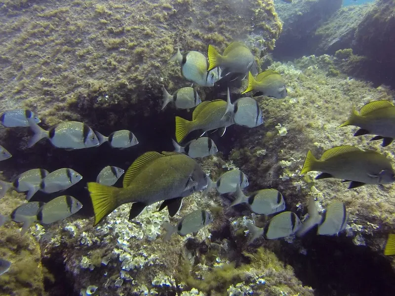 Banc de poissons tropicaux nageant autour d'une formation rocheuse sous-marine