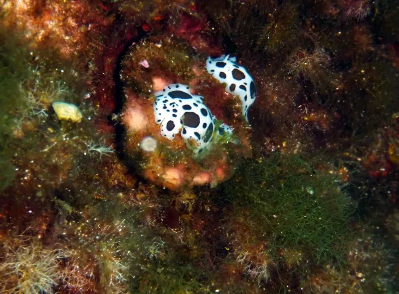 Deux nudibranches blancs à pois noirs sur un fond rocheux