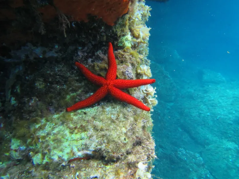 Etoile de mer rouge accrochée à un rocher sous l'eau