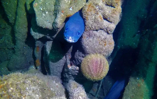 Muraille rocheuse sous-marine avec une murène bleue et une anémone